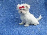 Celeste, a female Maltese for sale in Whittier, CA – 1 of 1