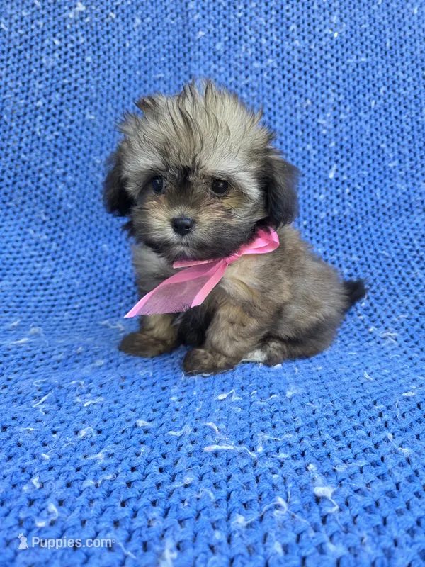 Jenny – Yorkipoo puppy for sale in Whittier, CA