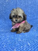 Jenny, a female Yorkipoo for sale in Whittier, CA – 1 of 1