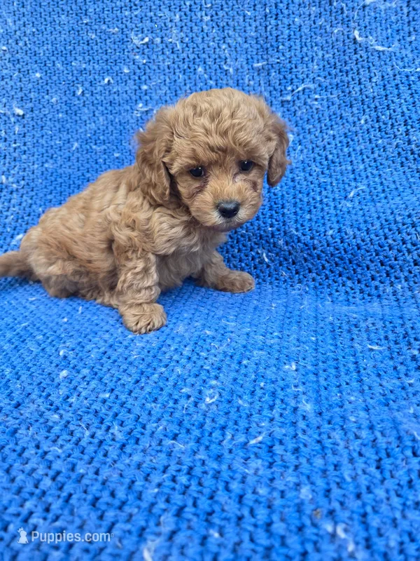Sora 2nd – Poodle - Toy  puppy for sale in Whittier, CA