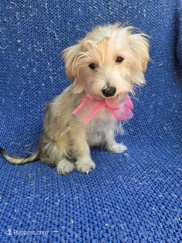 Wendy  – Morkie puppy for sale in Whittier, CA