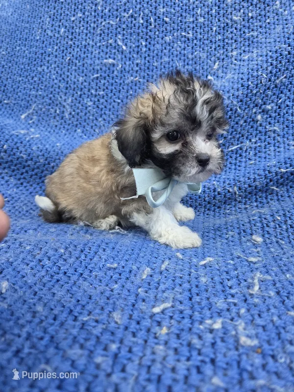 Issac – Yorkipoo puppy for sale in Whittier, CA