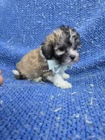 Issac, a male Yorkipoo for sale in Whittier, CA – 1 of 1
