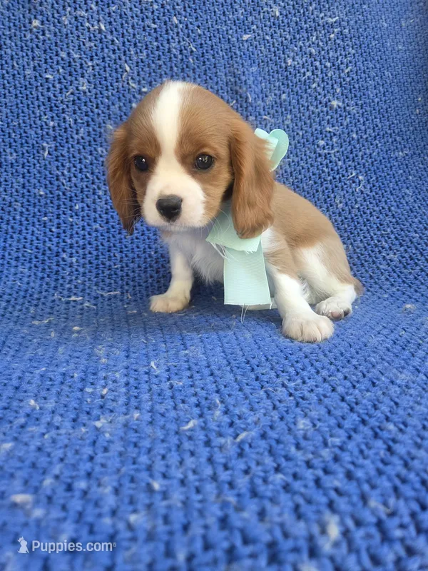 Jonah – Cavalier King Charles Spaniel puppy for sale in Whittier, CA