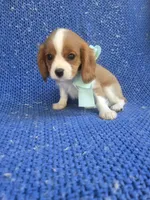 Jonah, a male Cavalier King Charles Spaniel for sale in Whittier, CA – 1 of 1