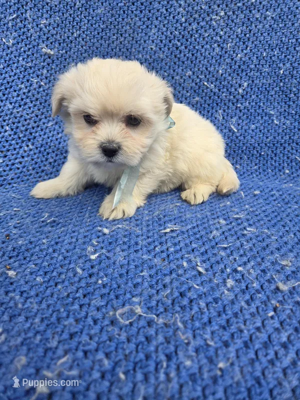 Nate – Mal Shi puppy for sale in Whittier, CA