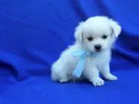 Holt, a male Maltese for sale in Whittier, CA – 1 of 1