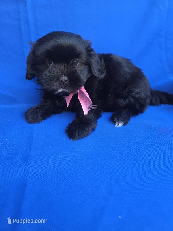 Cammy – Maltipoo puppy for sale in Whittier, CA