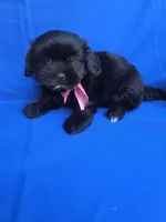 Cammy, a female Maltipoo for sale in Whittier, CA – 1 of 1