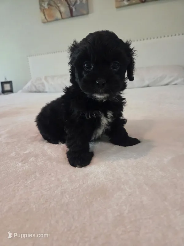 Roy – Maltipoo puppy for sale in Whittier, CA