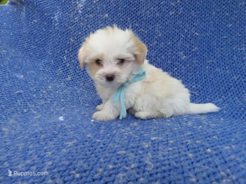 Olliver – Mal Shi puppy for sale in Whittier, CA
