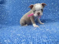 Marie, a female Boston Terrier for sale in Whittier, CA – 1 of 1