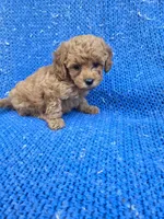 Ava, a female Poodle - Toy  for sale in Whittier, CA – 1 of 1