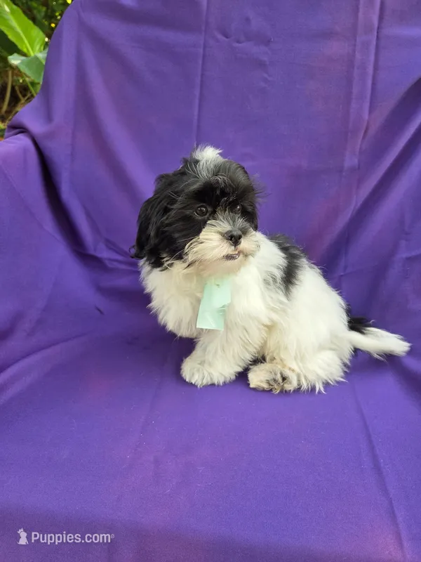 Liam  – Mal Shi puppy for sale in Whittier, CA