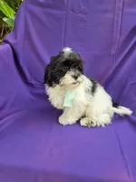 Liam , a male Mal Shi for sale in Whittier, CA – 1 of 1