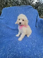Gianna , a female Poodle - Toy  for sale in Whittier, CA – 1 of 1