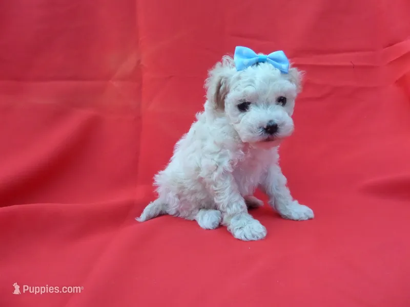 Colby – Mal Shi puppy for sale in Whittier, CA