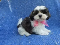Zoey , a female Mal Shi for sale in Whittier, CA – 1 of 1