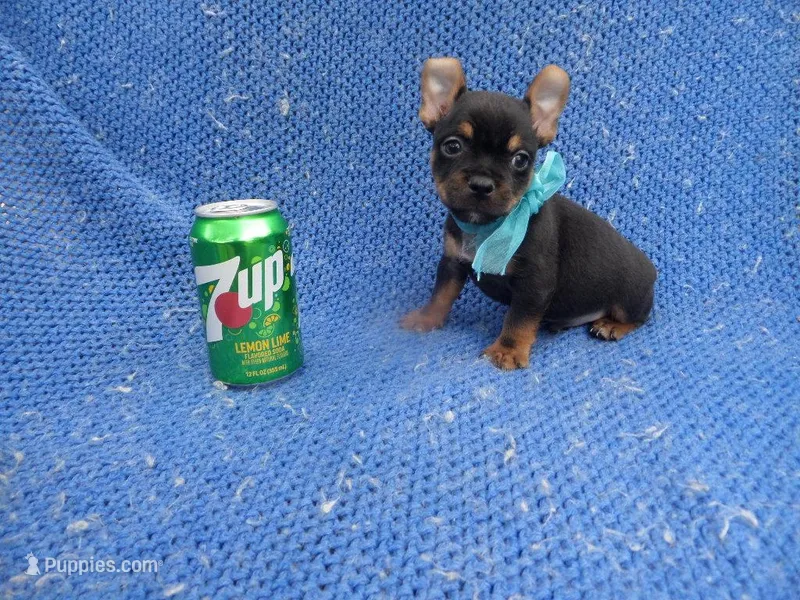 Vinny 2nd, a male Miniature Pinscher for sale in Whittier, CA – Photo 1 of 1
