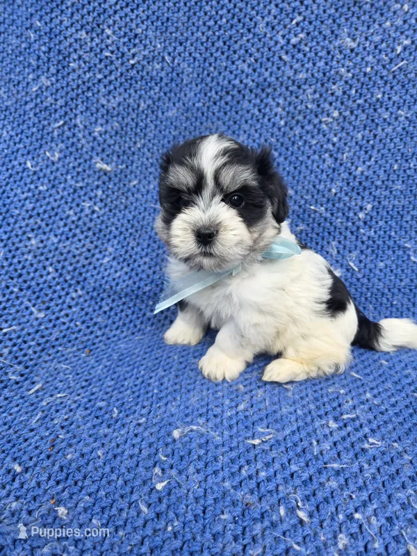 Weslee – Morkie puppy for sale in Whittier, CA