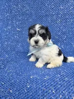 Weslee, a male Morkie for sale in Whittier, CA – 1 of 1