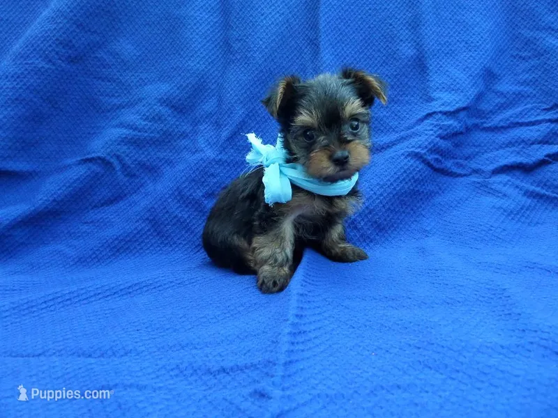 Pluto 2nd, a male Yorkshire Terrier for sale in Whittier, CA – Photo 1 of 1