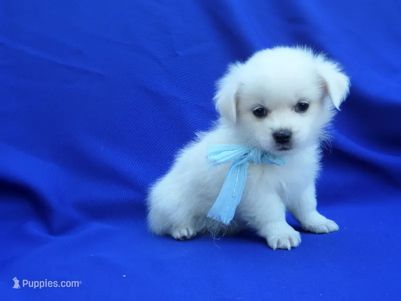 Holt 2nd – Maltese puppy for sale in Whittier, CA