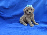 Maxxie, a male Poodle - Toy  for sale in Whittier, CA – 1 of 1