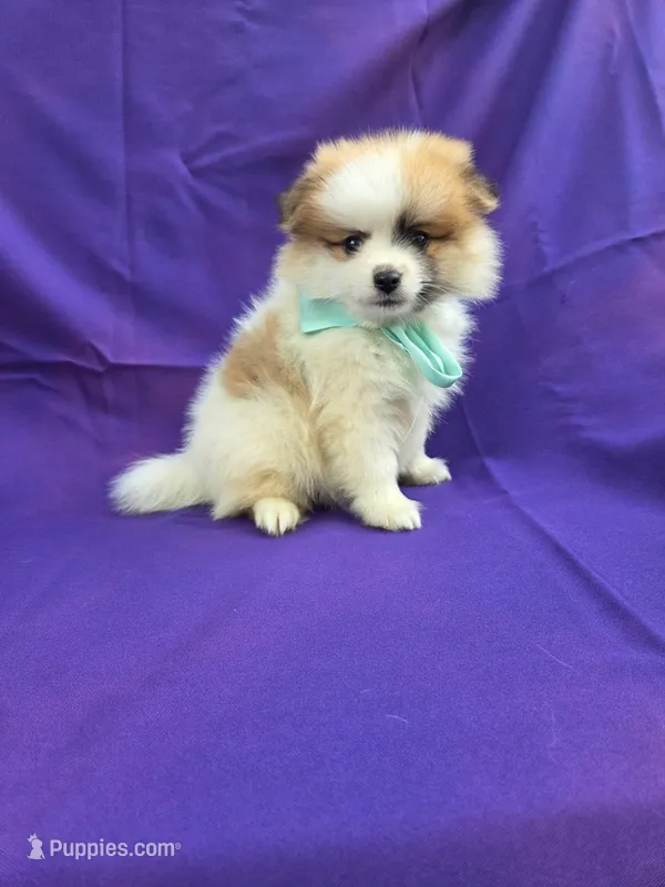 Jay – Pomeranian puppy for sale in Whittier, CA