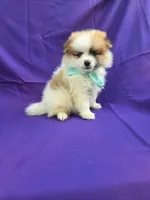 Jay, a male Pomeranian for sale in Whittier, CA – 1 of 1