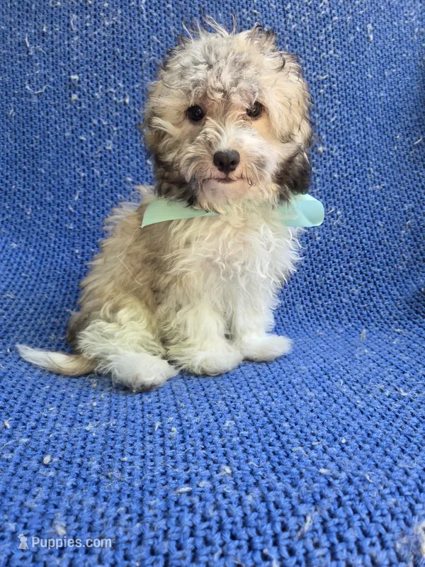 Weslee – Morkie puppy for sale in Whittier, CA