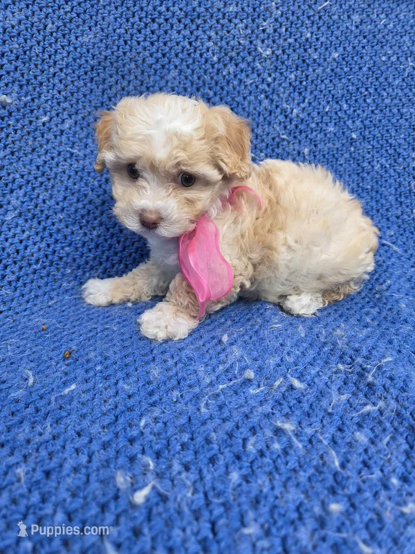 Rayna – Maltipoo puppy for sale in Whittier, CA