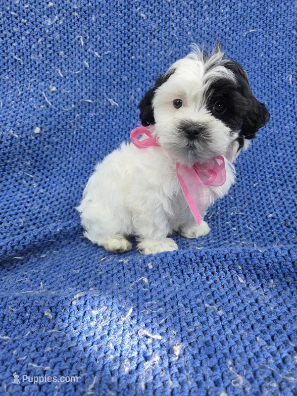 Carmen – Mal Shi puppy for sale in Whittier, CA