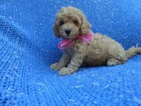 Gabby, a female Poodle - Toy  for sale in Whittier, CA – 1 of 1
