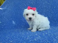 katie 2nd, a female Maltipoo for sale in Whittier, CA – 1 of 1