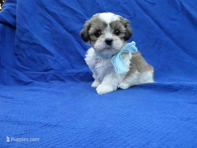 Sammy – Maltipoo puppy for sale in Whittier, CA