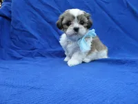 Sammy, a male Maltipoo for sale in Whittier, CA – 1 of 1