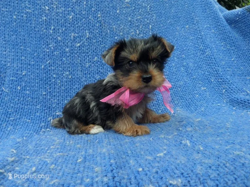 Gina – Yorkshire Terrier puppy for sale in Whittier, CA