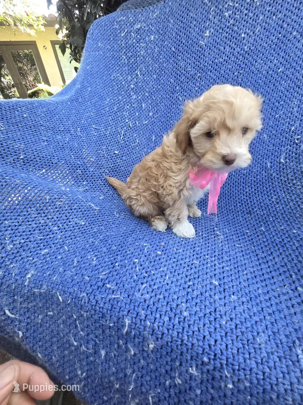 Debby 2nd, a female Mal Shi for sale in Whittier, CA – Photo 1 of 1