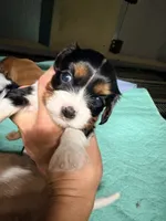 Roy, a male Cavalier King Charles Spaniel for sale in Whittier, CA – 1 of 1