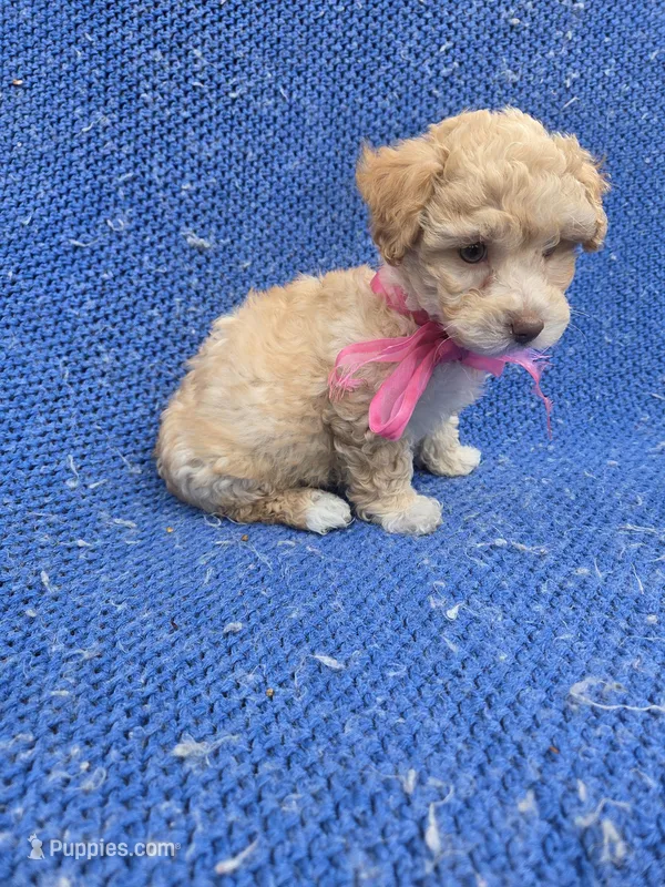 Penny 2nd – Maltipoo puppy for sale in Whittier, CA