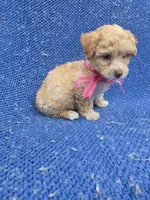 Penny 2nd, a female Maltipoo for sale in Whittier, CA – 1 of 1