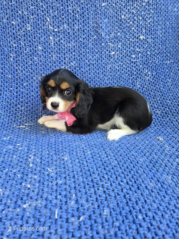Beth – Cavalier King Charles Spaniel puppy for sale in Whittier, CA