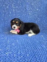 Beth, a female Cavalier King Charles Spaniel for sale in Whittier, CA – 1 of 1