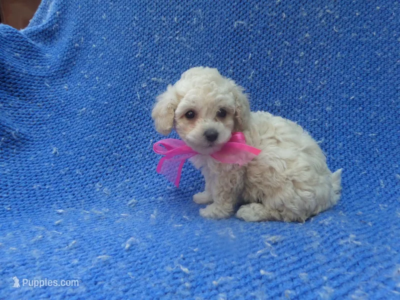 Gabby 2nd – Maltipoo puppy for sale in Whittier, CA