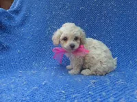 Gabby 2nd, a female Maltipoo for sale in Whittier, CA – 1 of 1