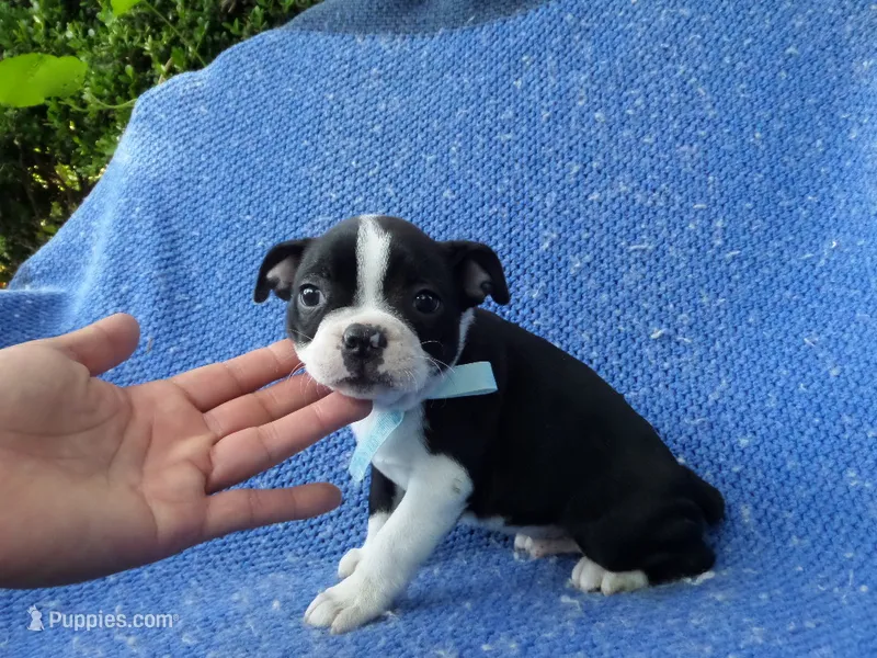 Davy – Boston Terrier puppy for sale in Whittier, CA