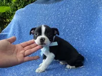 Davy, a male Boston Terrier for sale in Whittier, CA – 1 of 1