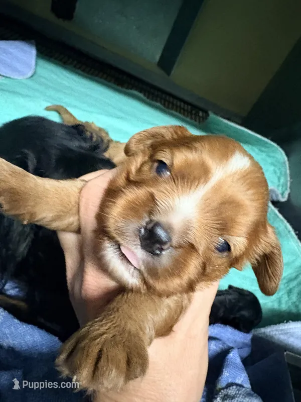 Jacob 2nd – Cavalier King Charles Spaniel puppy for sale in Whittier, CA