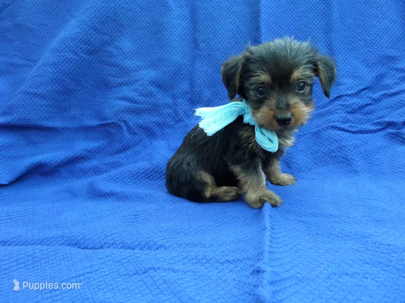 Junior – Yorkshire Terrier puppy for sale in Whittier, CA